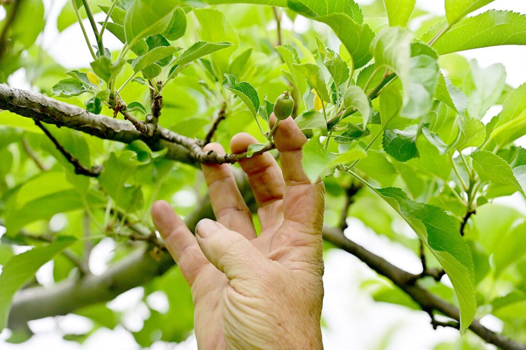 mccoys orchard 04 1100x732